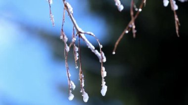 bir dalı karda buzlanma