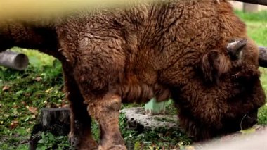 kahverengi bufalo çim yeme