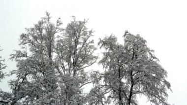 Büyük ağaçlar ile bölgenin tüm kar ile kaplı
