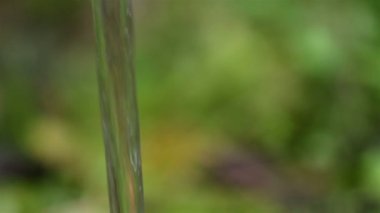 Hortum susuzluktan dökülen su