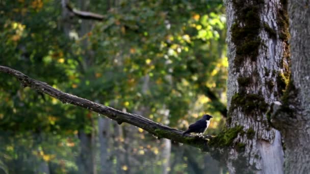 Fekete Csóka corvus monedula madár tetején a fa ága — Stock videók