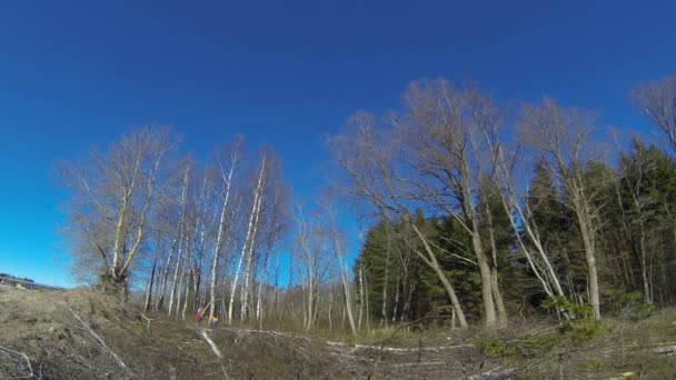 Twee mannen zijn de hoge bomen knippen — Stockvideo