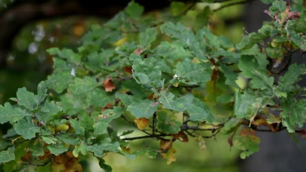 Folhas de carvalho verde e algumas são murchas — Vídeo de Stock