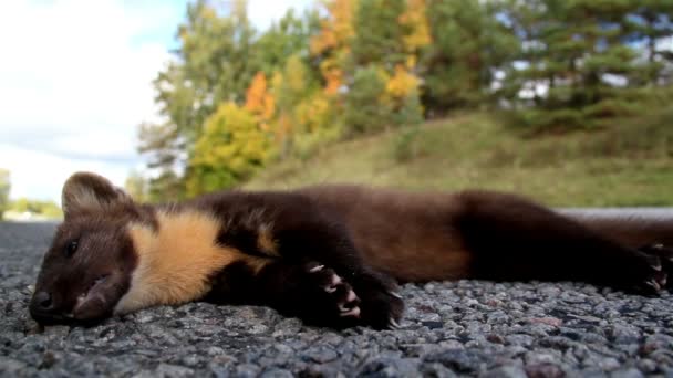 Dead European pine marten Martes animal at the side of the road — Stock Video