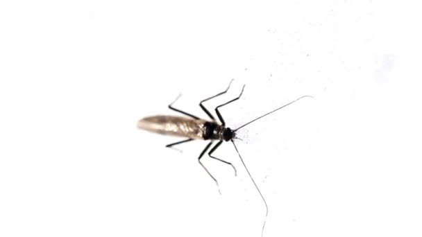 Un mosquito parado en una pared blanca — Vídeos de Stock