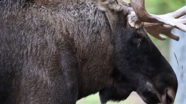 Boční obraz moose a jeho parohy — Stock video