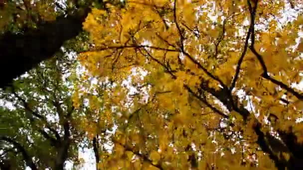 Высокие кленовые деревья и его ветви осенний парк — стоковое видео