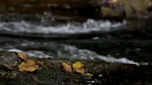 Leaves found on top of rocks — Stock Video