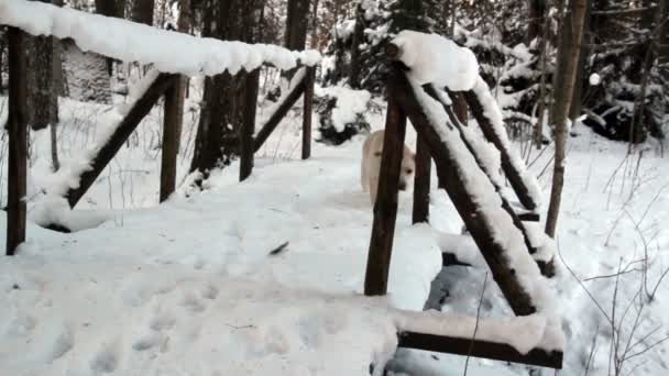 Vit labrador korsning träbro — Stockvideo