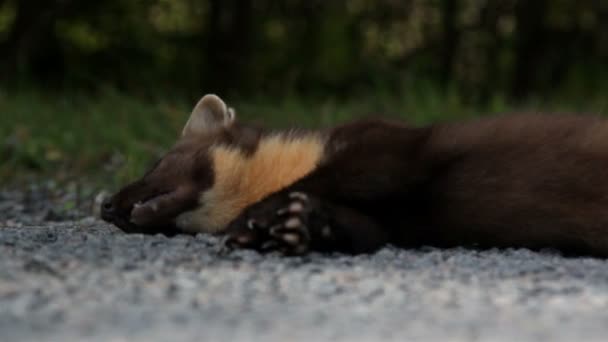 Dead European pine marten Martes animal and some grass at the side — Stock Video