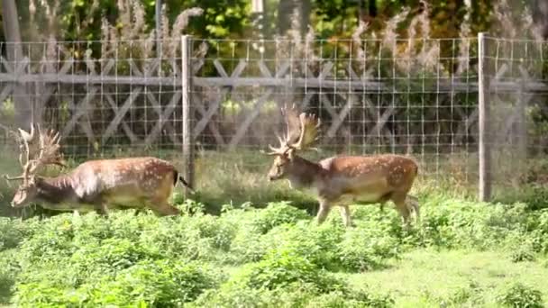 Två vuxna raringarna med horn — Stockvideo