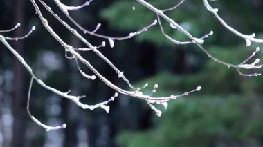 ağaç dalı üzerinde kar düşüyor