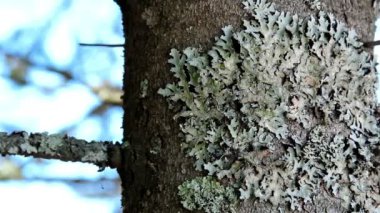 ağacın gövde üzerinde sıkışmış bir yosun