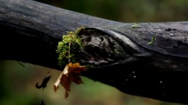 ağaç dalı moss ve ekli bir solmuş yaprak ile