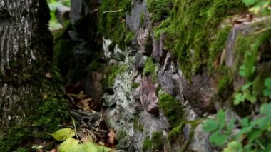 Taş taş duvar yosun kaplı