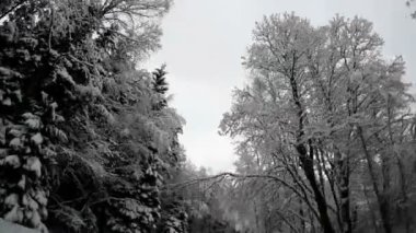 yol kenarında üzerinde uzun boylu ağaçlar karla kaplı