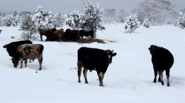 İnekler kar üzerinde duran bir sürü