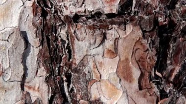 çatlak ve ağacın gövde satırları