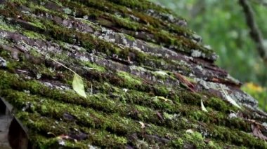 Moss ahşap çatı üzerinde büyüdü