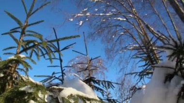 ince karla kaplı çam ağaçları