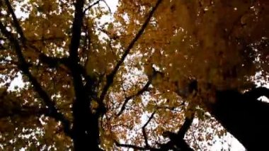 uzun boylu maple ağaçlar sonbahar Park sinema yukarı doğru görünümü