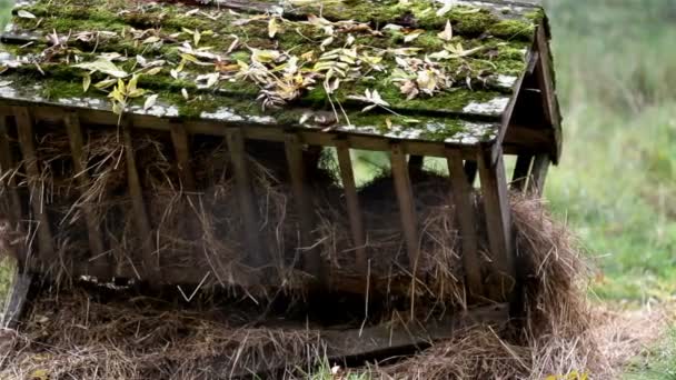 Beschadigde diervoeders plaats hooi container — Stockvideo