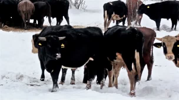 Una mucca maculata di bianco tra le altre mucche nere — Video Stock