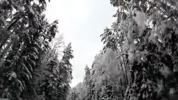 Árboles de invierno cubiertos de nieve — Vídeos de Stock