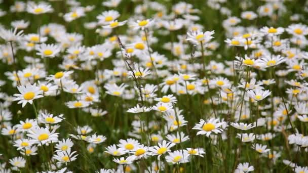 Schöne kleine Gänseblümchen auf dem Feld — Stockvideo