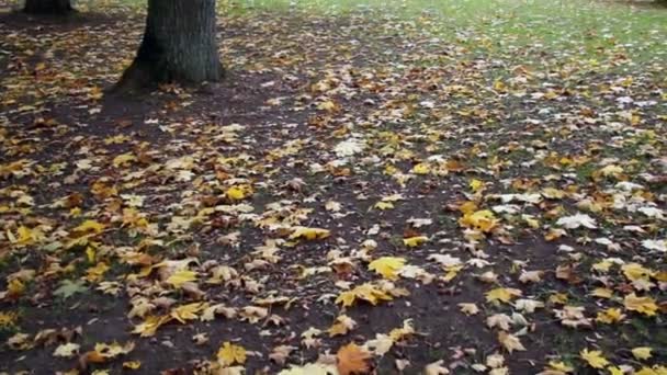 Feuilles d'érable au rez-de-chaussée automne 