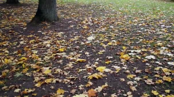 Hojas de arce en el parque de tierra otoño — Vídeos de Stock