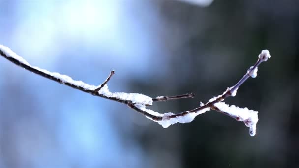 Sneeuw op de vertakking van de beslissingsstructuur berijpen — Stockvideo