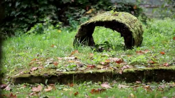 Hojas en el suelo, tronco de árbol — Vídeos de Stock