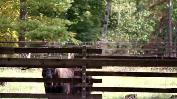 Moose met hoorns — Stockvideo