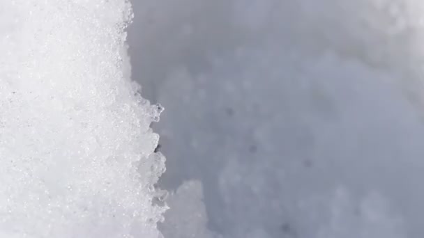 Un insecte rampant sur la neige — Video