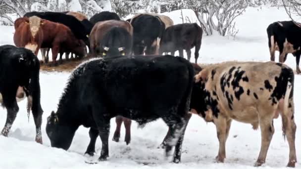 Krávy na sněhem pokryté oblasti — Stock video