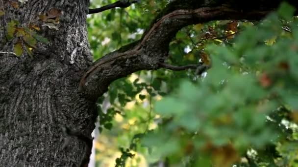 Bilden av ek trädgren och några blad — Stockvideo