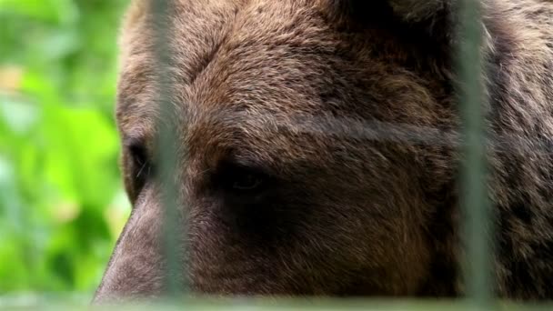 Grizzly brown bear safe in the cage — Stock Video