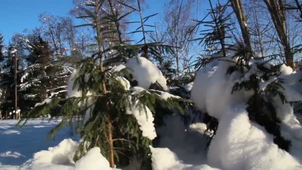 Set van kleine pijnbomen bedekt met sneeuw — Stockvideo