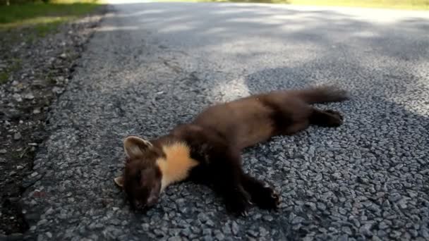 Overhead view of the dead European pine marten Martes animal — Stock Video