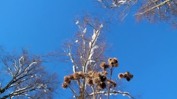 Ψηλά δέντρα καλυμμένα με χιόνι — Αρχείο Βίντεο