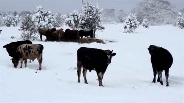 Muitas vacas em pé na neve — Vídeo de Stock