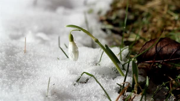 Een bloem bud in sneeuw — Stockvideo