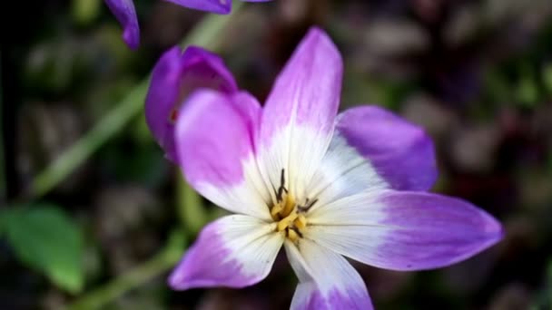 Hermosas orquídeas violetas — Vídeo de stock