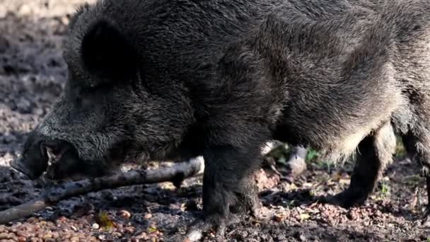 Schwarzes Wildschwein kaut — Stockvideo