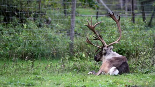 Moose lying on the ground heavily breathing — Stock Video