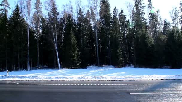 Wysokich sosen na poboczu drogi — Wideo stockowe