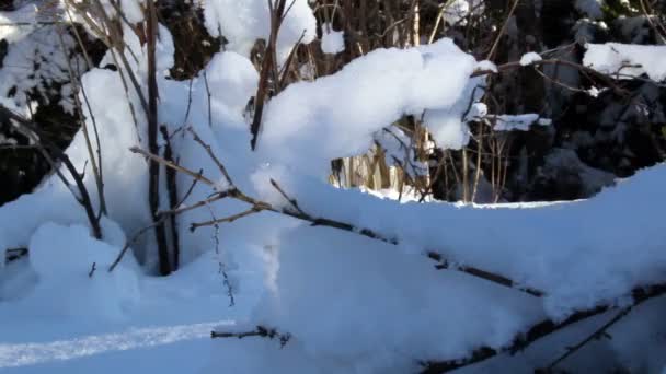 Gedroogde stengels van planten bedekt met dikke sneeuw — Stockvideo