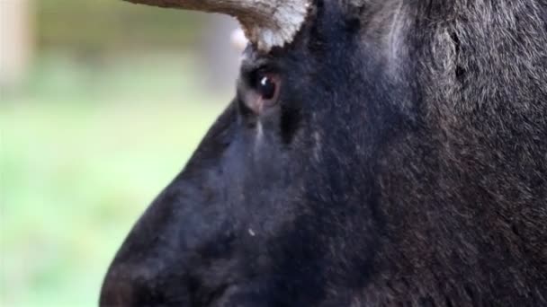 Глаза черного лося — стоковое видео