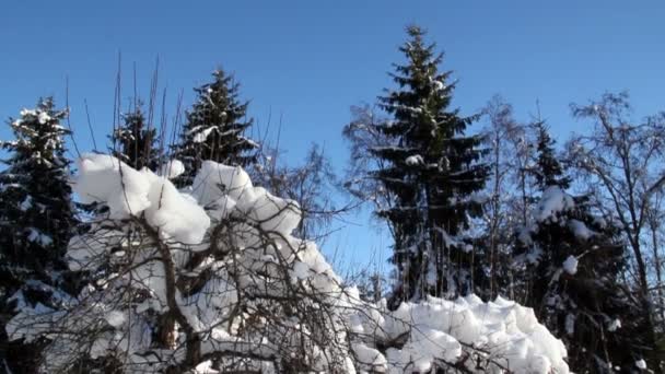 Een plant met geen bladeren is bedekt met sneeuw — Stockvideo